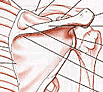 Inderdaad, een scapula (maar de rechter).