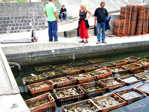 Oesters komen tot rust